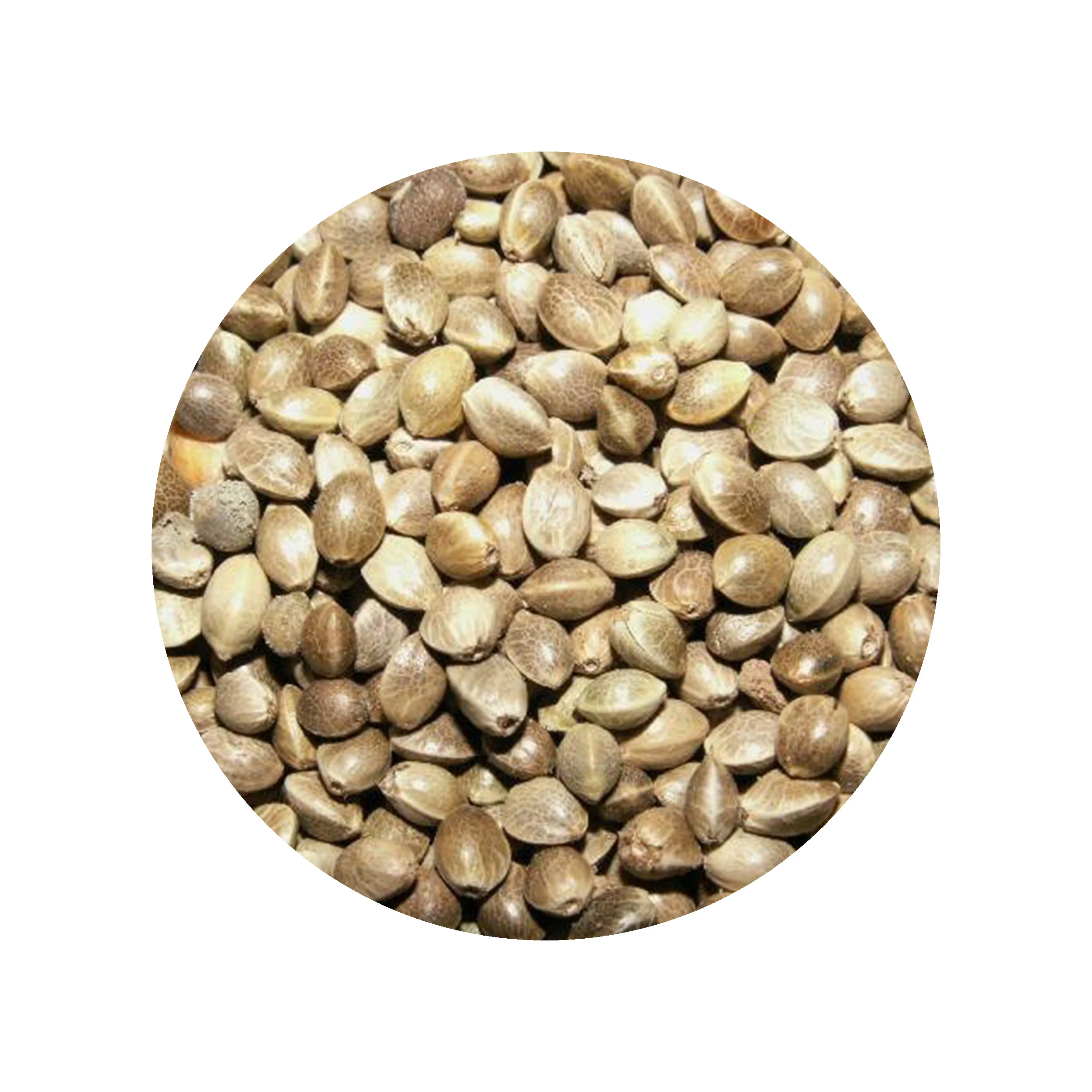 شاهدانه خام دستچین کالا - 100 گرم- نهایت خرید